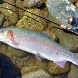 ラインブレイク多発 ～岡崎トラウトポンド～